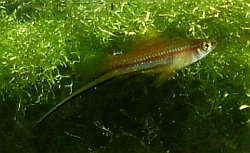 Xiphophorus helleri Schwertträger Männchen