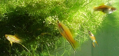 Xiphophorus helleri Schwertträger, Xiphophorus helleri